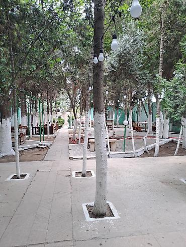 Digər bağ, çöl mebeli: Kafede islemeye ofisant xanim axtarilir.isinde mesuliyetli ve deqiq — 1