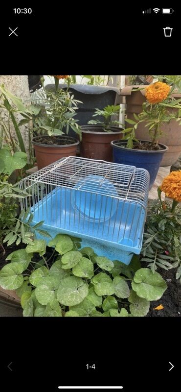 Qəfəslər: Mavi rəngdə olan bu dəmir qəfəs, hamster və ya digər kiçik ev
