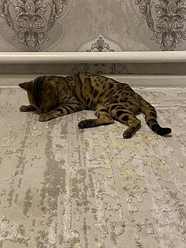 Бенгальская, 11 месяцев, Девочка, Приучена к лотку