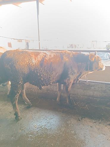 Коровы, быки: Продаю | Бык (самец) | На откорм | Привязанные — 7