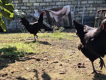 sari qus: Toyuq, Australorp, Damazlıq — 5