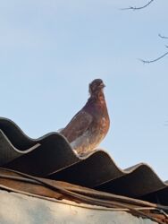 купить домашних курей: Молодой самец забиваеться, кому интересно 800сом at lalafo.kg купить домашних курей: Молодой самец забиваеться, кому интересно 800сом