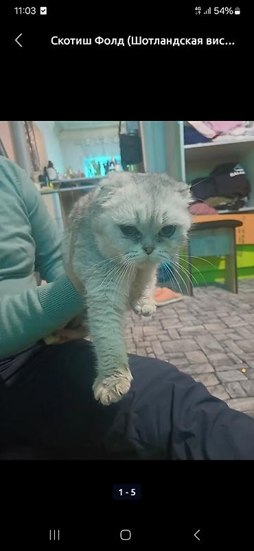 Продажа кошек: Скоттиш-фолд (шотландская вислоухая кошка). - Тип: домашний питомец — 2