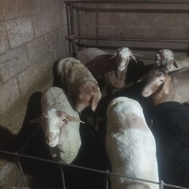 купить горох кормовой: Сатам | Ургаачы кой (ургаачы) | Көбөйтүү үчүн