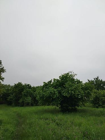 ferma is baki: Tikinti — 3