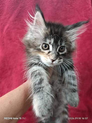 котёнок в хорошие руки: Мейн-Куны!!!🥰🥰🥰 Продаются Чистокровные,Шикарные котята!Три девочки — 7