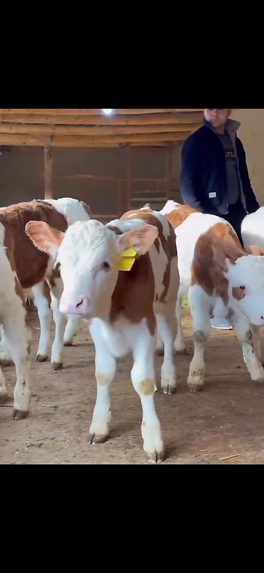 Dana, buzov: Simental tipli buzovlar – ət və süd istiqamətli damazlıq potensialı — 2