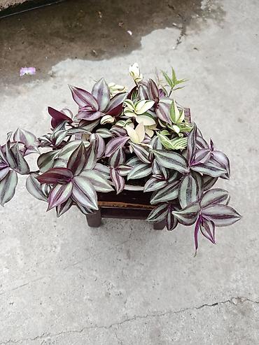 цветы фикусы: Tradescantia (традесканция) в горшке — микс из нескольких сортов — 2