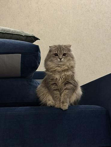 чёрные кошки: Ищем кота для будущей вязки . Скидывайте фото котов и цену . ( иметь — 1