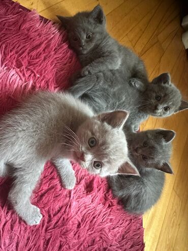 Pişiklər: Dişi, Erkək, Yaxşı əllərə, Ödənişli çatdırılma, Ünvandan götürmə, Rayonlara çatdırılma — 6