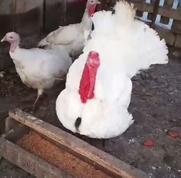 Xoruzlar: Tek 100 ayam zemani cut 200m .qap — 4