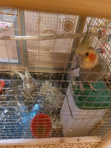 cucə ucun yem qabi: Korella ailesi satilir Ana Ata iki bala Çox qeşeng bala verir 1 aydan — 1