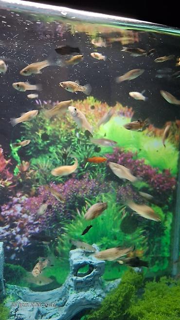 tetra diskus: Akvaryum üçün canlı bitki – fərqli rəngli Moli balaları anaları balaca — 5