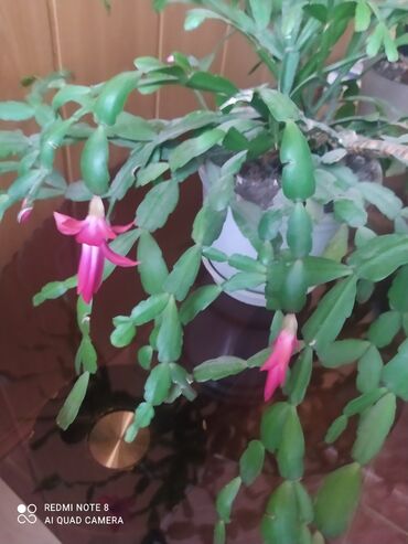 комнатные растение: Продаю красивый цветок декабрист. Сейчас начинает цвести