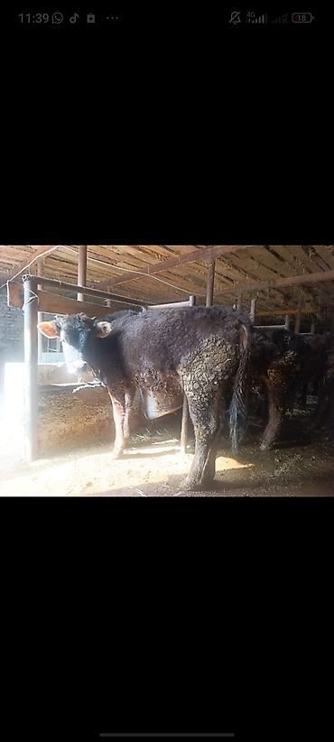 Коровы, быки: Продаю | Тёлка | На откорм | Привязанные — 1