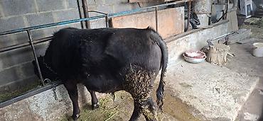 Коровы, быки: Продаю | Бык (самец), Тёлка | Ангус, Алатауская — 2