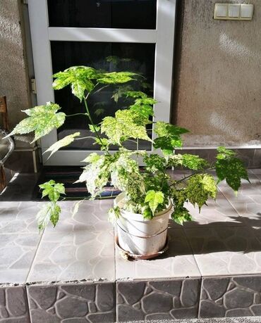 цитрусовые растения: Абутилон - комнатный клён. Молодой саженец, сейчас около 80 см в