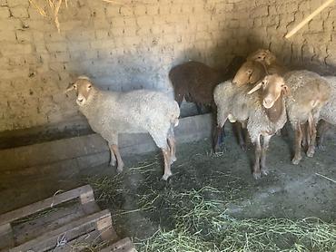 Баран, овца: Продаю | Баран (самец) | Матка — 5