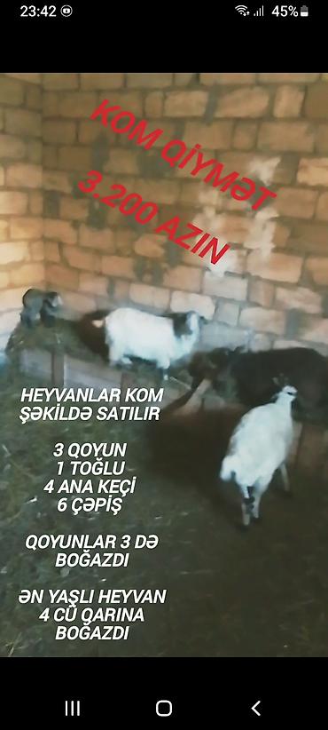 mal qara: Qiymət sondu aşağı salınmayacaq fikiei cidi şəxslər zəng etsin — 7