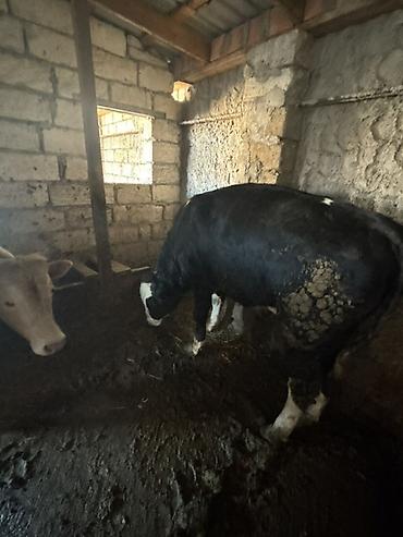 Inəklər, öküzlər: Satışa iri buynuzlu heyvanlar - Cins: qarışıq ətlik (fotoşəkillərdə — 1