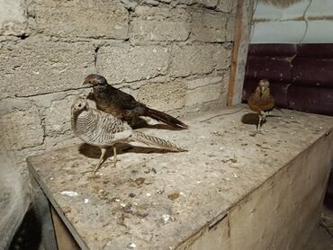 Коровы, быки: Limonu qırqovullar satılır heyvanlar bir fərə bir xoruz şəklində