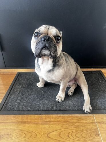 вальеры для собак: Нашла французского бульдога! 📍 Найден в Карагачевой роще. 🐶 Кобель