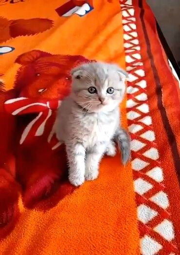 ağ pişik şəkilləri: Шотландская, Самец, Самовывоз, Платная доставка