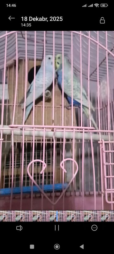 Tutuquşları: Salam hazir cut 2 defe bala almisam kocle baxli satiram hazir cut — 7