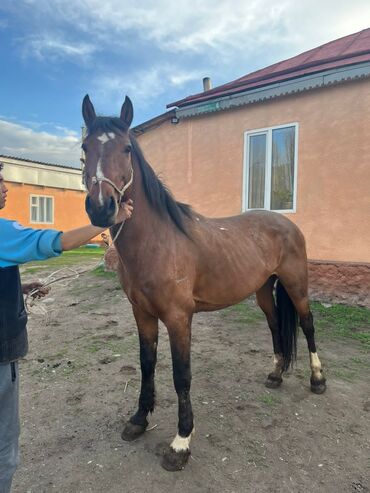 лошадь кыргызстан: Продаю | Конь (самец) | Для разведения | Племенные