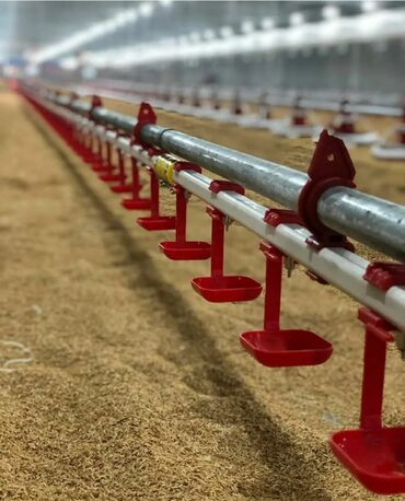 Qidalandırıcılar: Azim Tav Şirkəti sifarişlə quşçuluq fermalarında avto Yem xətləri, Su — 6