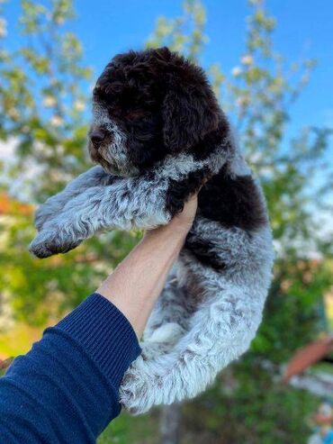 amisu prsluk broj zenski svajcarska: Lagotto Romagnolo štenci Na prodaju novo leglo LAGOTO ROMANJOLO