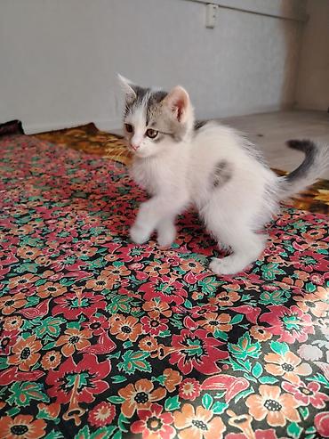 Котята домашние, короткошёрстные. Описание: - Возраст на фото — at lalafo.kg Котята домашние, короткошёрстные. Описание: - Возраст на фото —