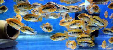 Balıqlar: Cixlid balığı — 8