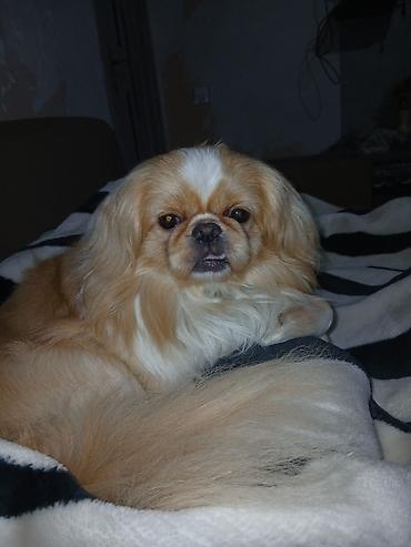 İtlər: Pekines, 2 il, Erkək, Cütləşmə üçün — 1