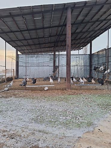 Продажа сельхоз предприятий: Продам большую ферму,расположеную в Сокулукском районе,возле — 2