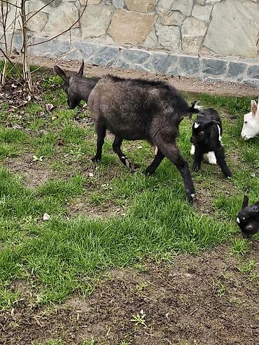 Козы, козлы: Продаю | Коза (самка) | Для молока — 4