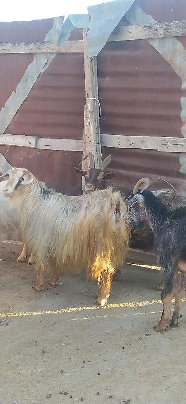 pomeranian satilik: Satılır: Keçilər öz həyətimizin heyvanlarıdır, 6 başdır — 5
