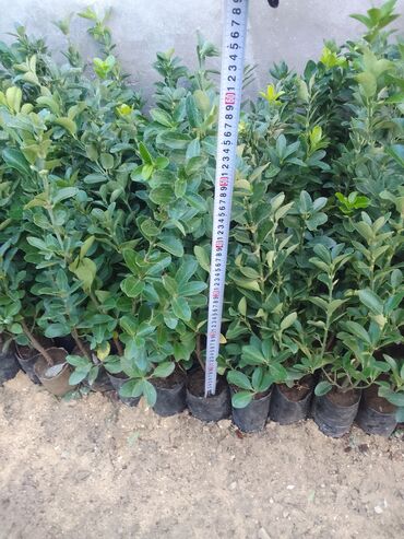 çəpiş əti: Məhsul: Hərtərəfli dekorativ həmişəyaşıl kollar – Euonymus (spindle)