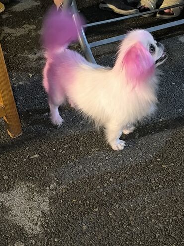 Boşqablar: Pekines, 2 il, Dişi