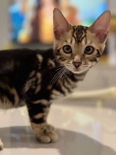 Pişiklər: Benqal — 17