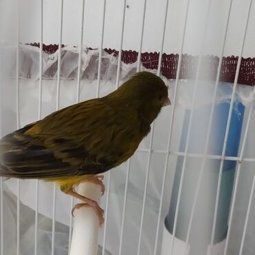 pulsuz it verirem: Bulbul- kanareyka yasil reng Erkey oxuyur, qəfəs üstündə verilir Real