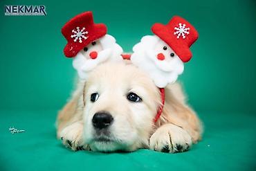 Psi: Dostupni za rezervaciju štenci Zlatnog retrivera, vakcinisani, redovno — 5