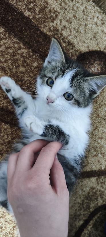 отдам котят в добрые руки бишкек: В хорошие руки — 1