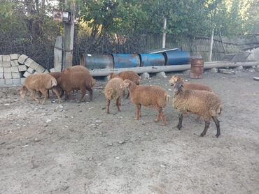 Digər kənd təsərrüfatı heyvanları: 3 aylığ südəmər quzular satılır! Diri çəkisi 10 manatdı,tək tək — 5
