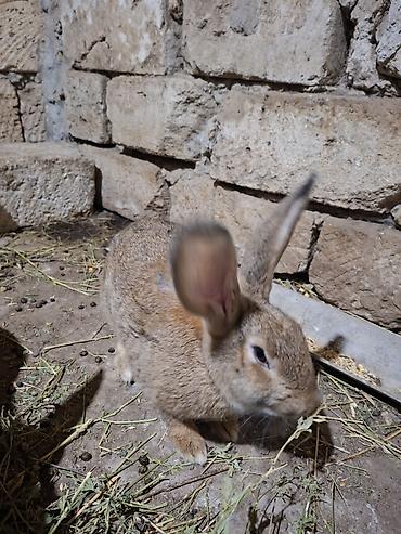 ev heyvanları satışı: 2 dovşan satilir biri temiz qan velikandi erkeydi tam saglamdi 4 — 7
