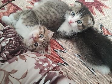 pisik sinsila: Şotland yastı qulaq, Yaxşı əllərə — 7