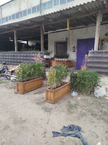 Bitkilər üçün dibçəklər: 🇦🇿Bakı şəhəri üzrə zəmanətli Taxta dipçəklərin topdan və pərakəndə — 9