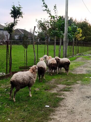 Gəmiricilər: 🌿 Lənkəranda böyüyən təmiz quzular 🐏 Satışa çıxarılıb 💚 Tək-təkdə — 3