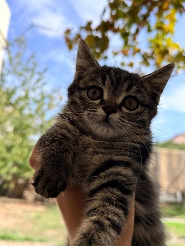 котята веслоухие: В самые добрые и ответственные руки отдаем котят!!! Шотландские котята — 5