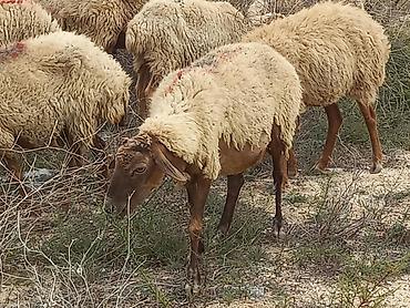 cins heyvanlar: Salam tam saglam heyvanlardir 25 bas ana qoyundur isdeyen elaqe — 3